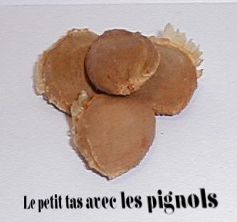 Copie de pignol.jpg (18819 octets)