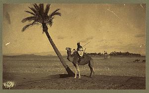Algerienomadepalmierchameau