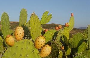 Figues-de-barbarie